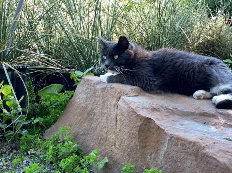 Boots the gray and white cat outside on a rock